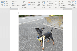 🖼️ 写真に文字入れ!Word で画像編集する方法【初心者向け】 12 🖼️ 写真に文字入れ!Word で画像編集する方法【初心者向け】